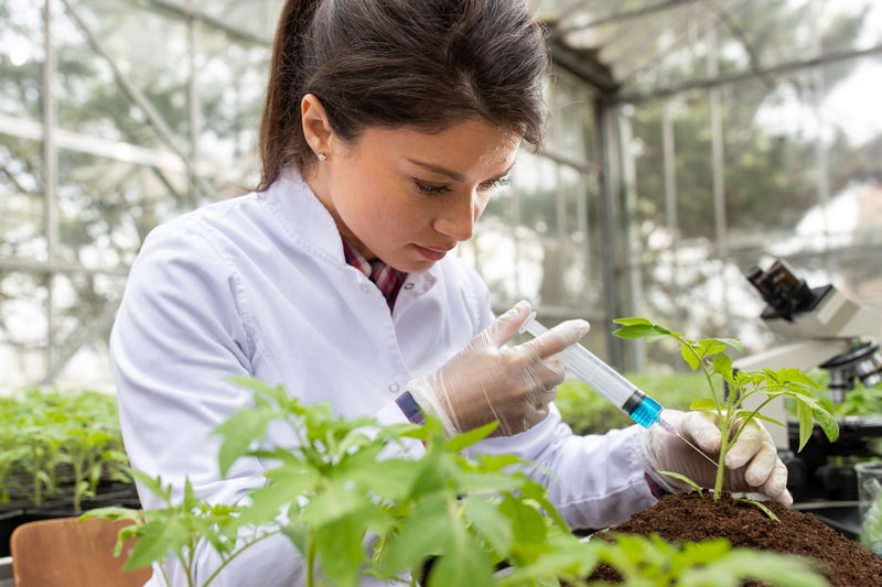 scientist working with crops in greenhouse