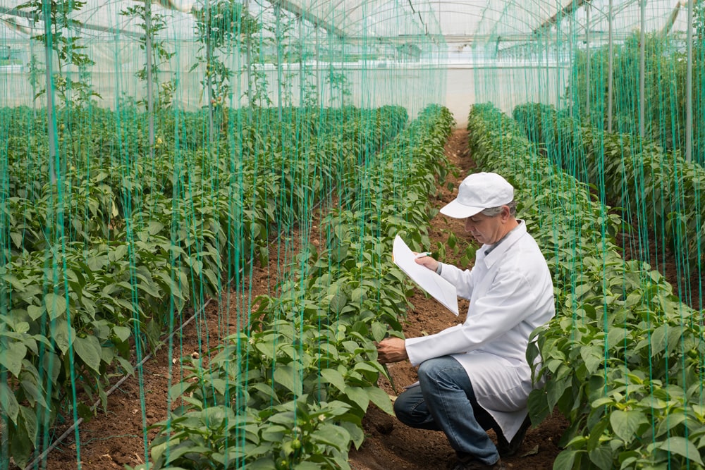 scientist working with crops in greenhouse