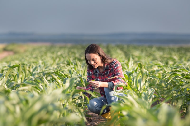 woman kneeling down in field examining crop